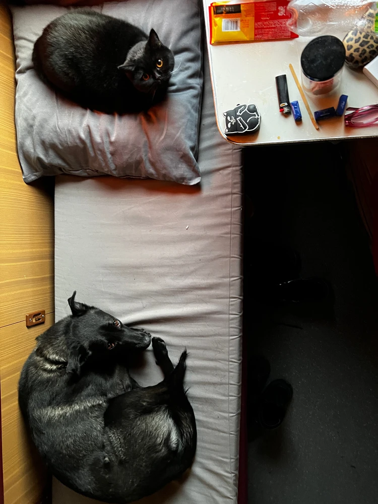 Help Ukrainian dog🥹