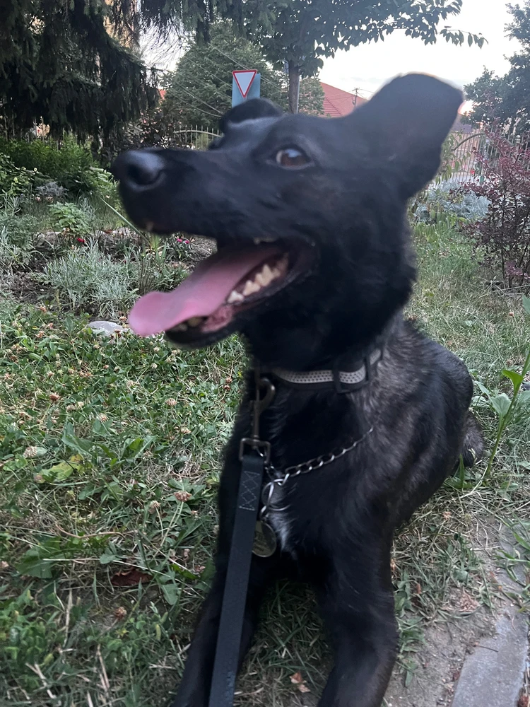 Help Ukrainian dog🥹