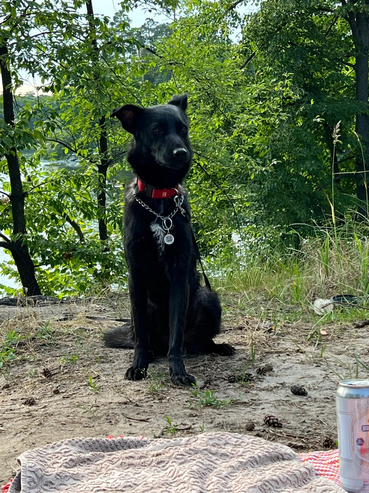 Help Ukrainian dog🥹