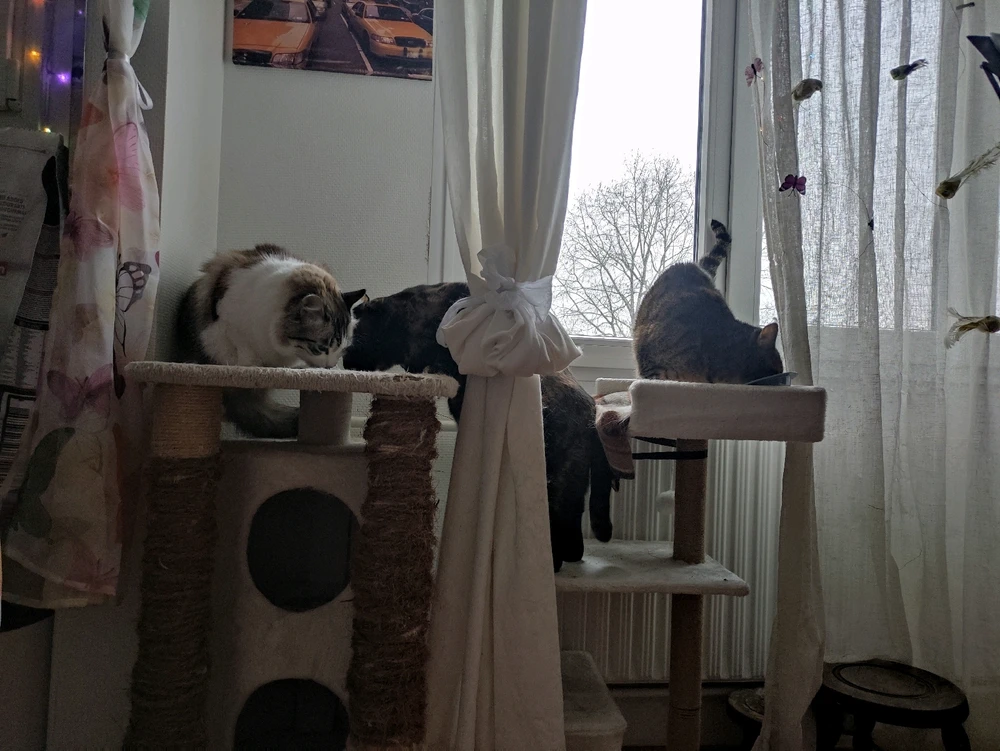 Meal timeβwhere enemies become frenemies.