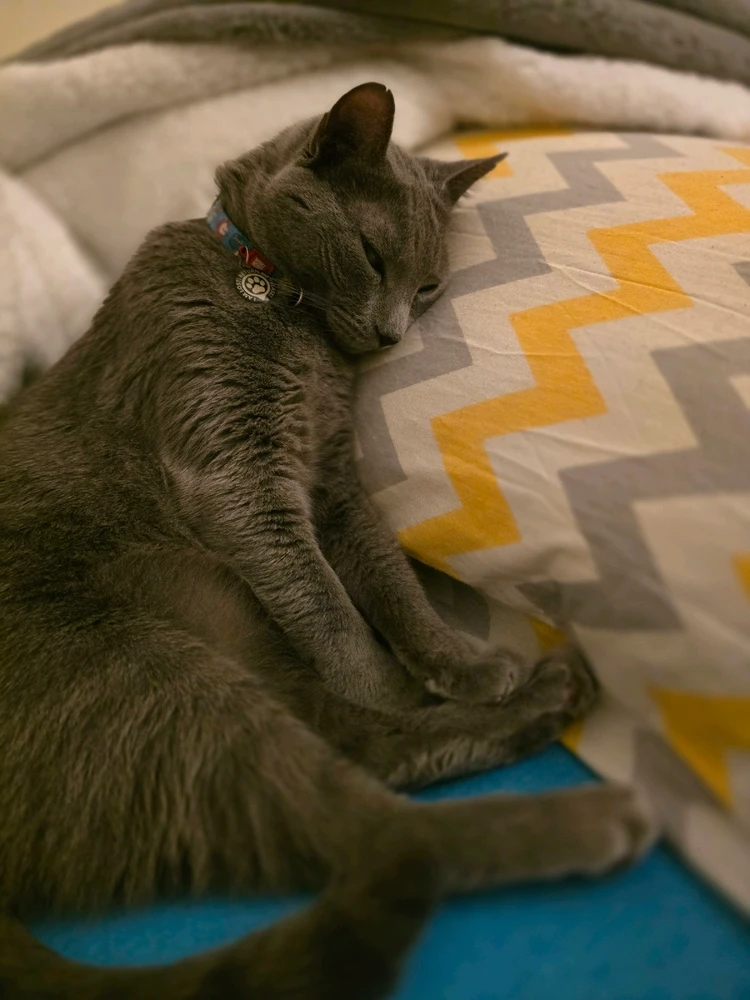 When my Russian blue prefers my lovely pillow