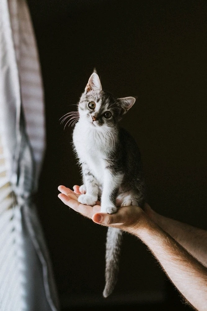 Cat Dump, The Kind You Don't Have to Clean Up lol!