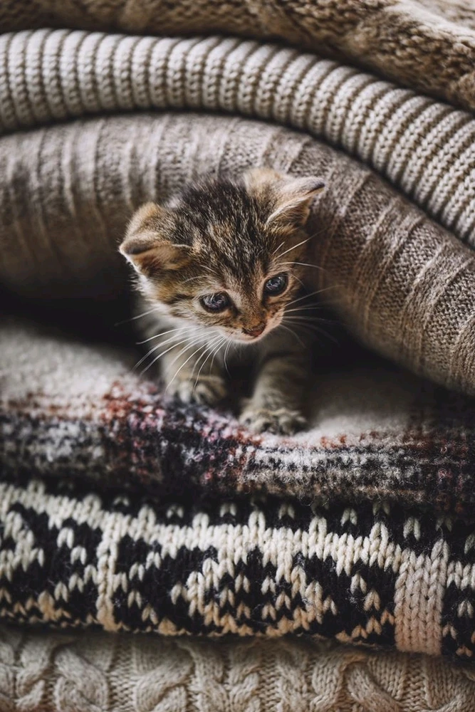 Cat Dump, The Kind You Don't Have to Clean Up lol!