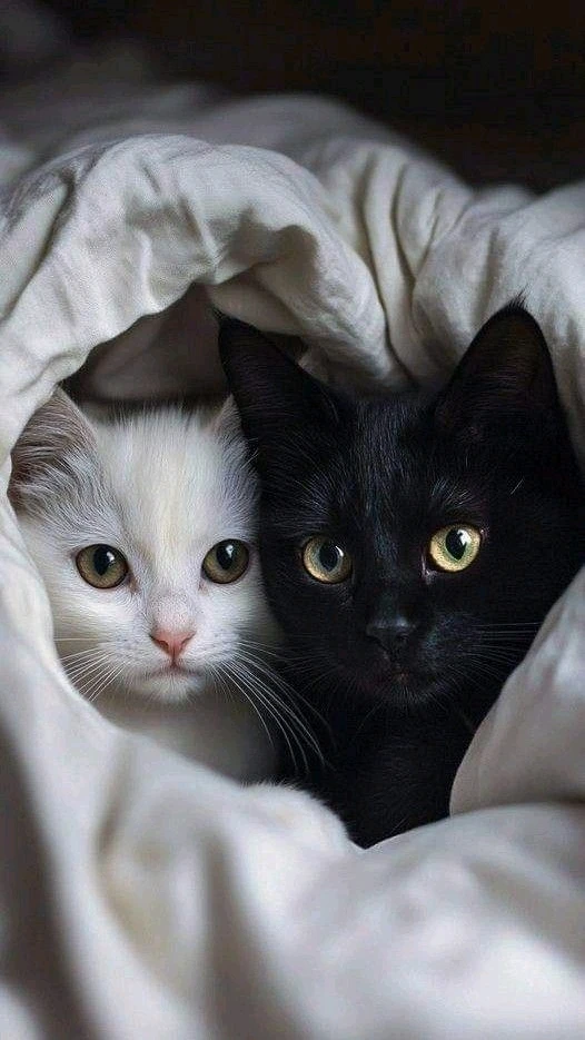 Cat Dump, The Kind You Don't Have to Clean Up lol!