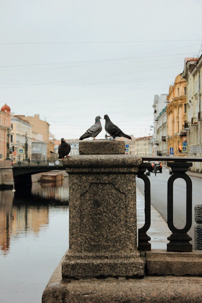 Я и не заметил,как ещё голуби вписались в кадр...