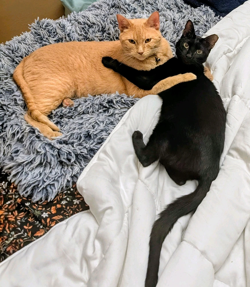 Oliver McFloof & Sophia Meowren