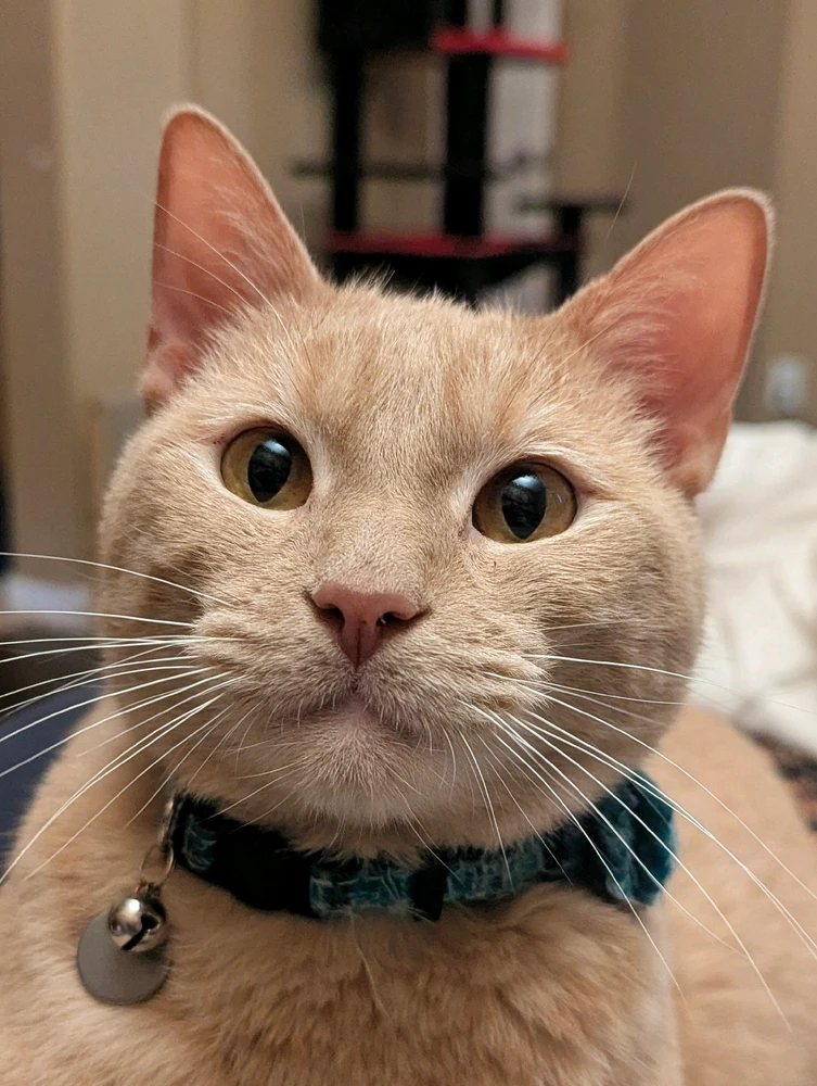 Halloween Kitty Combo