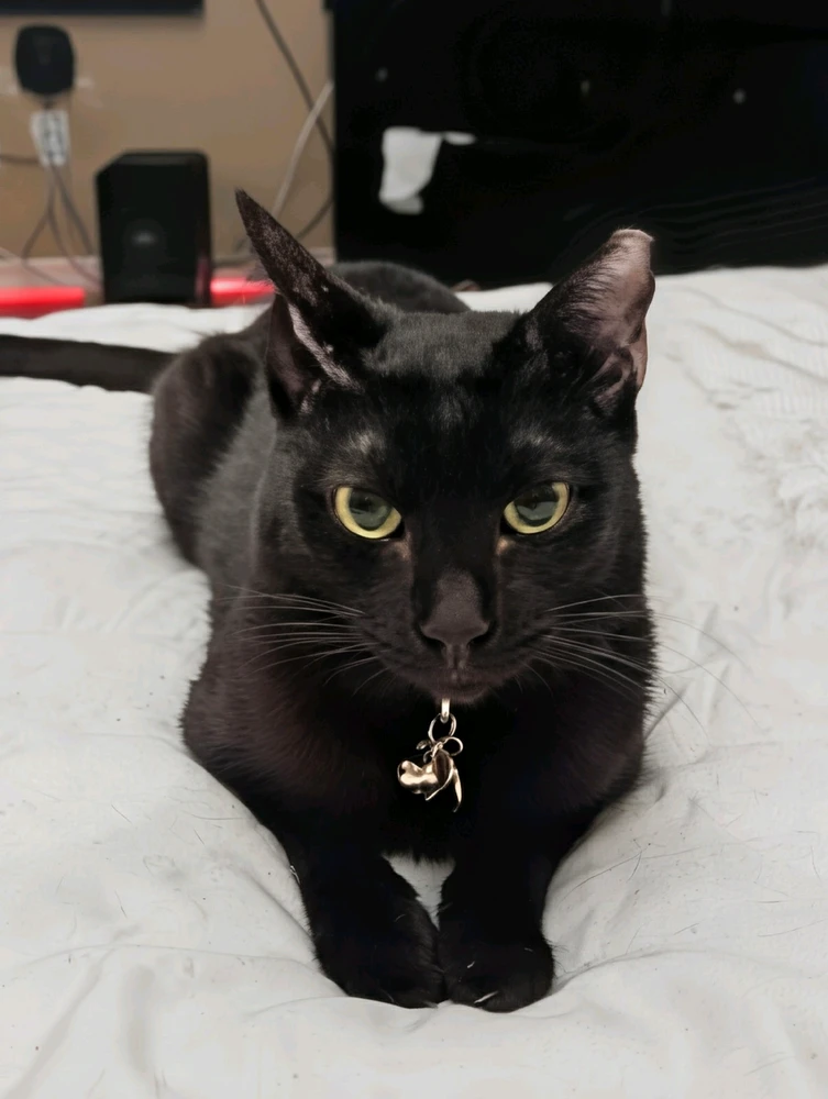 Halloween Kitty Combo