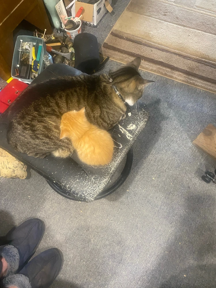 Seems Snickers is being more tolerant