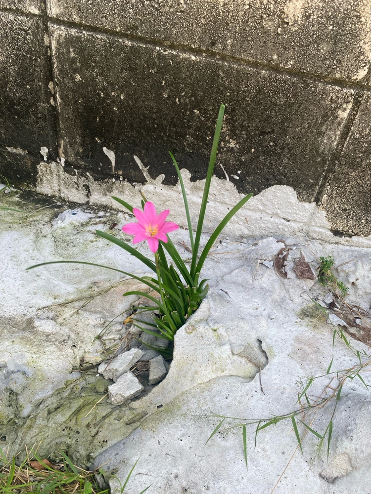 Little but sweet and strong, I think this is cool 😁✨🍀🌻💖