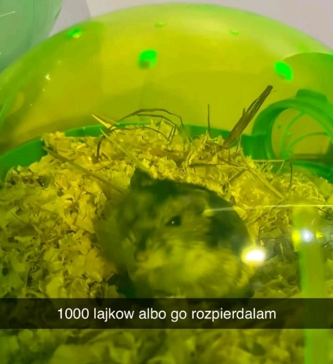 GIF dodany przez Jakub