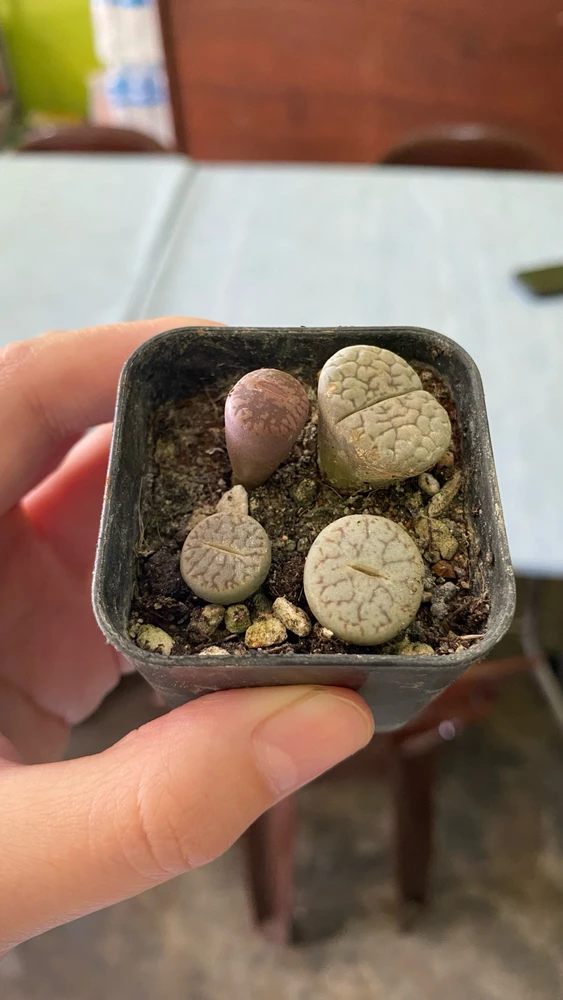 GIF uploaded by Lily