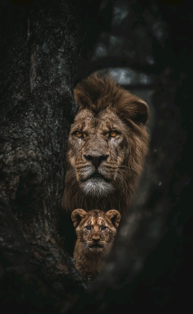 Lion And His Cub 🦁