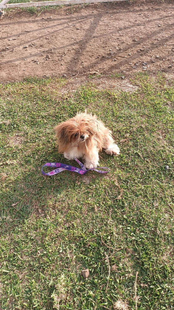 De paseito con Sasha