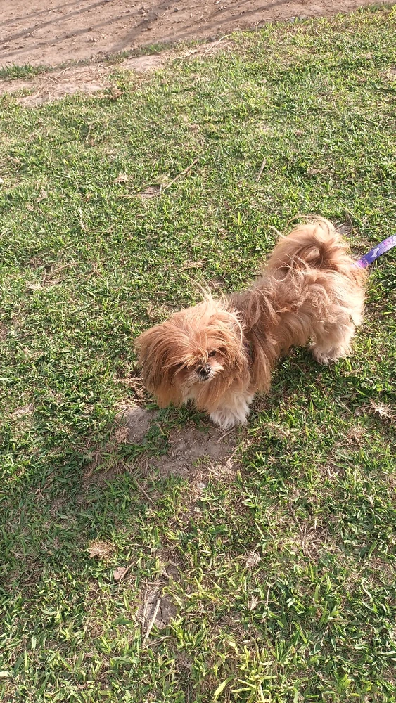 De paseito con Sasha