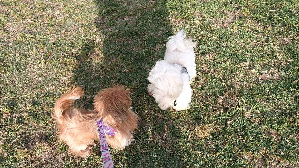 De paseito con Sasha