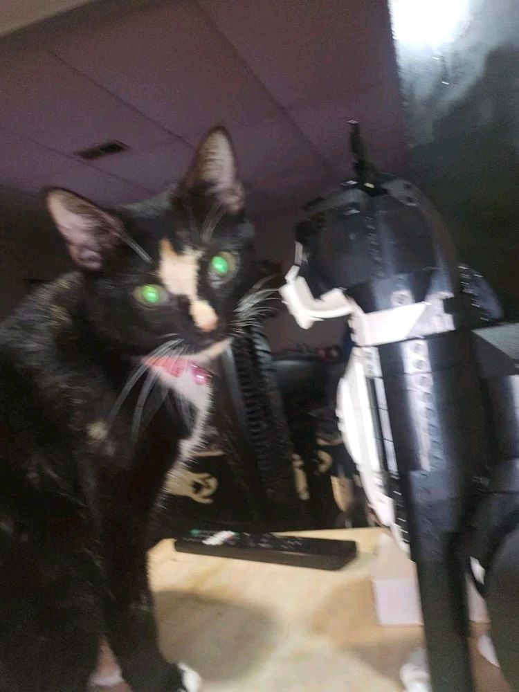 Arya facing off with a Lego tuxedo