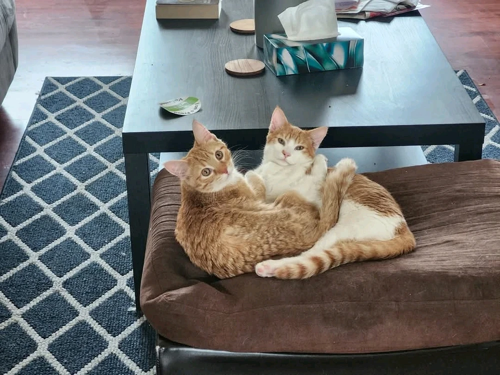 These are my orange babies