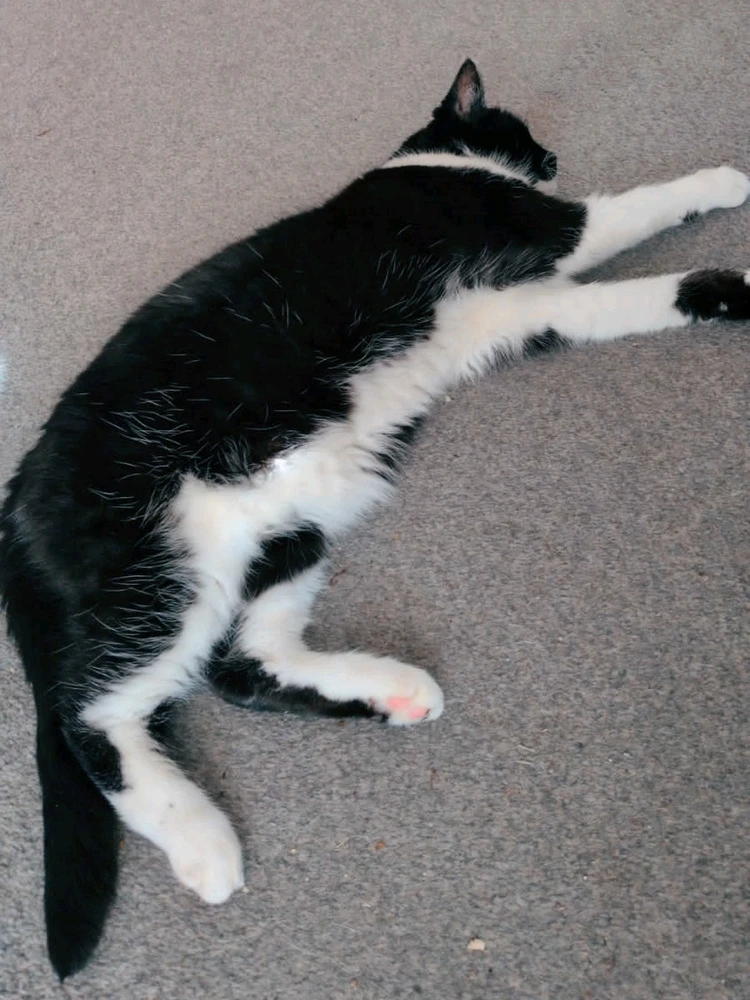 Sleepy Yuki βοΈβοΈ