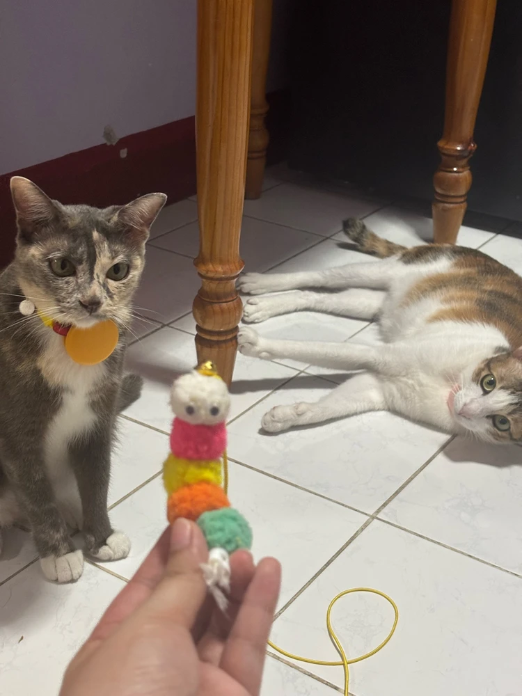 π Third day of worm in this house