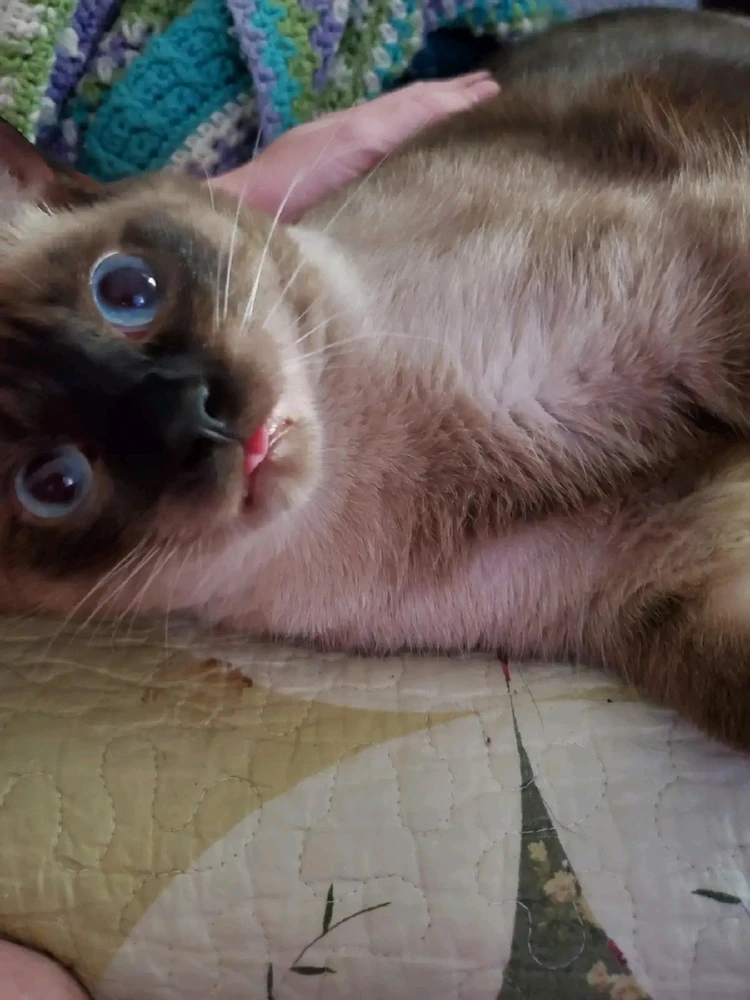 Got a case of the Bleps