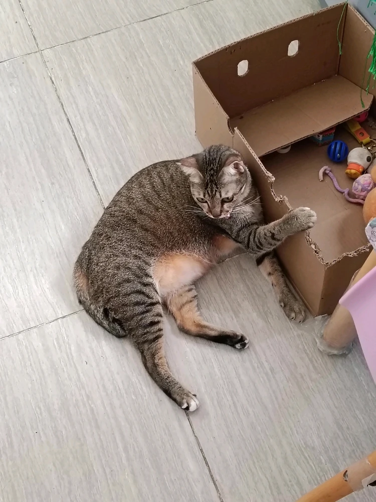 Nobody will take away your box of toysβΊοΈ