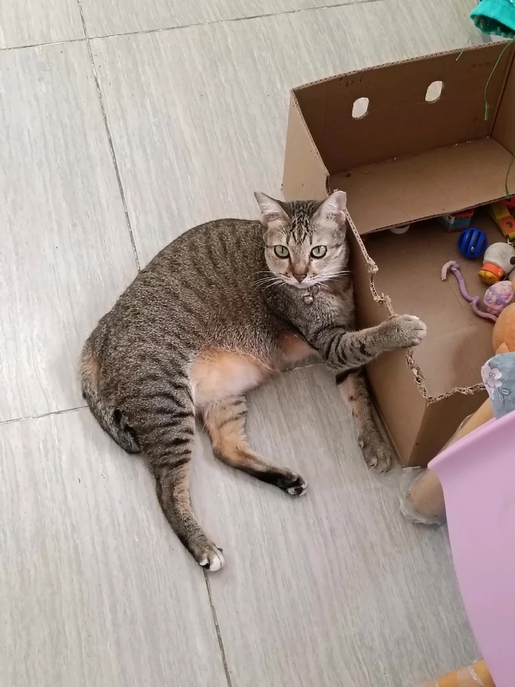 Nobody will take away your box of toysβΊοΈ