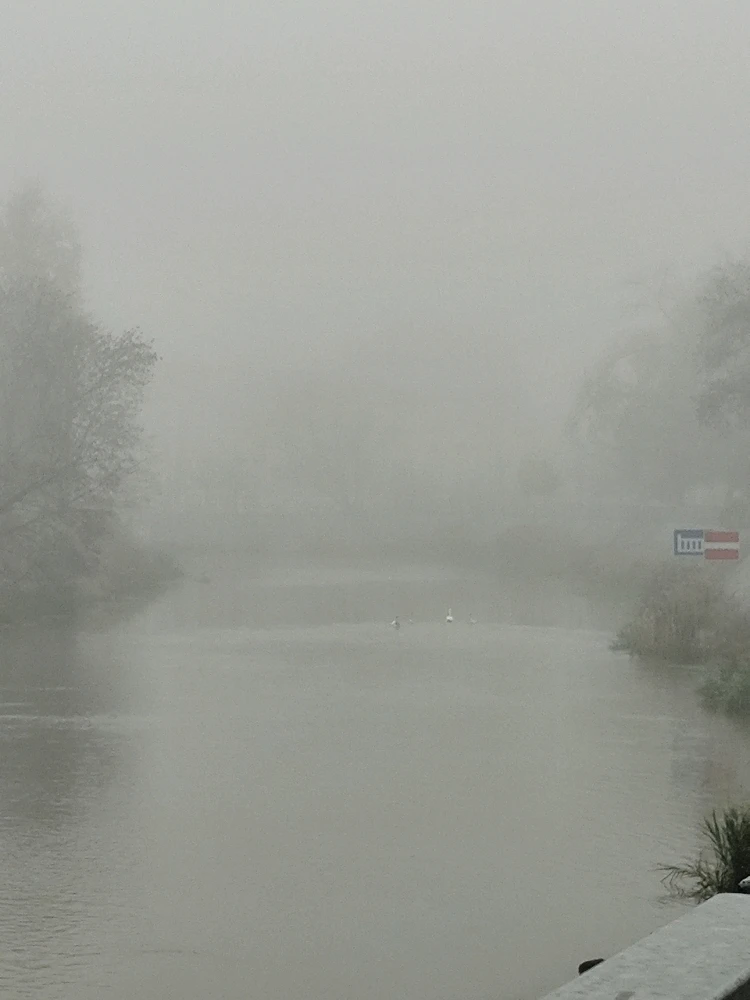 Swans with their babies on a misty river