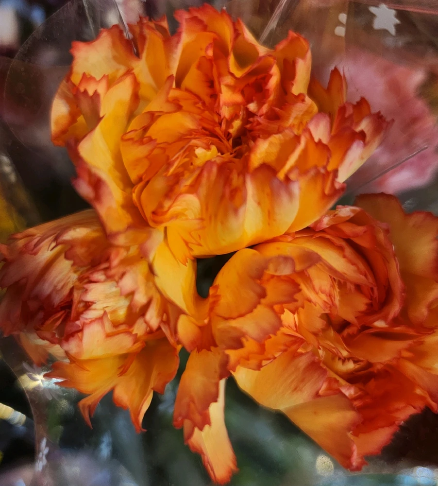 🧡✨️🏵✨️🧡✨️🏵✨️🧡✨️🏵✨️🧡