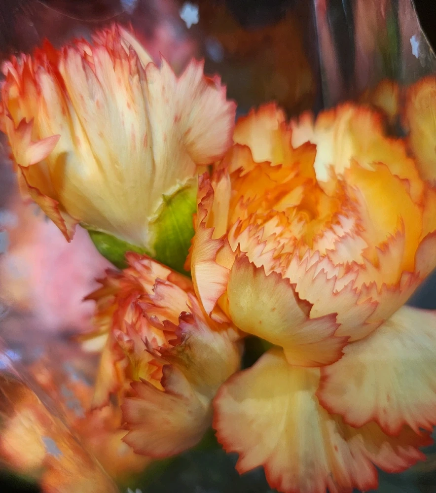 🧡✨️🏵✨️🧡✨️🏵✨️🧡✨️🏵✨️🧡