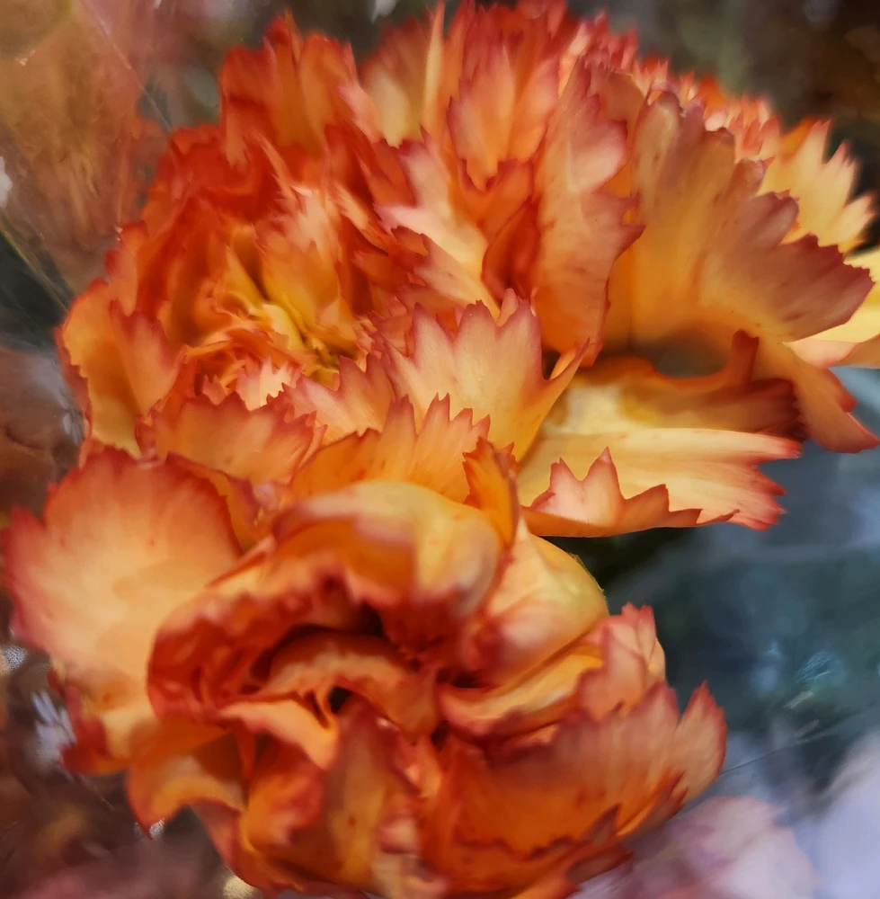 🧡✨️🏵✨️🧡✨️🏵✨️🧡✨️🏵✨️🧡