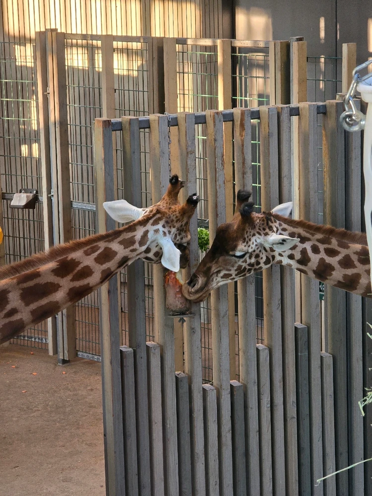 Besuch im Dresdener Zoo
