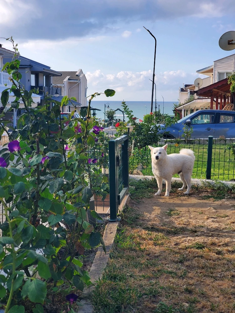 AKİF tarafından yüklenen GIF