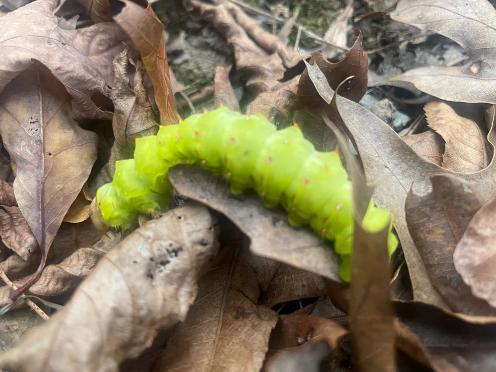 Night Hike @ Rocky Bluff