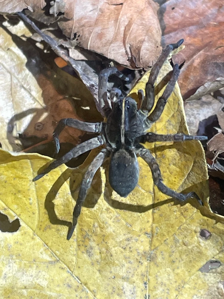 Night Hike @ Rocky Bluff