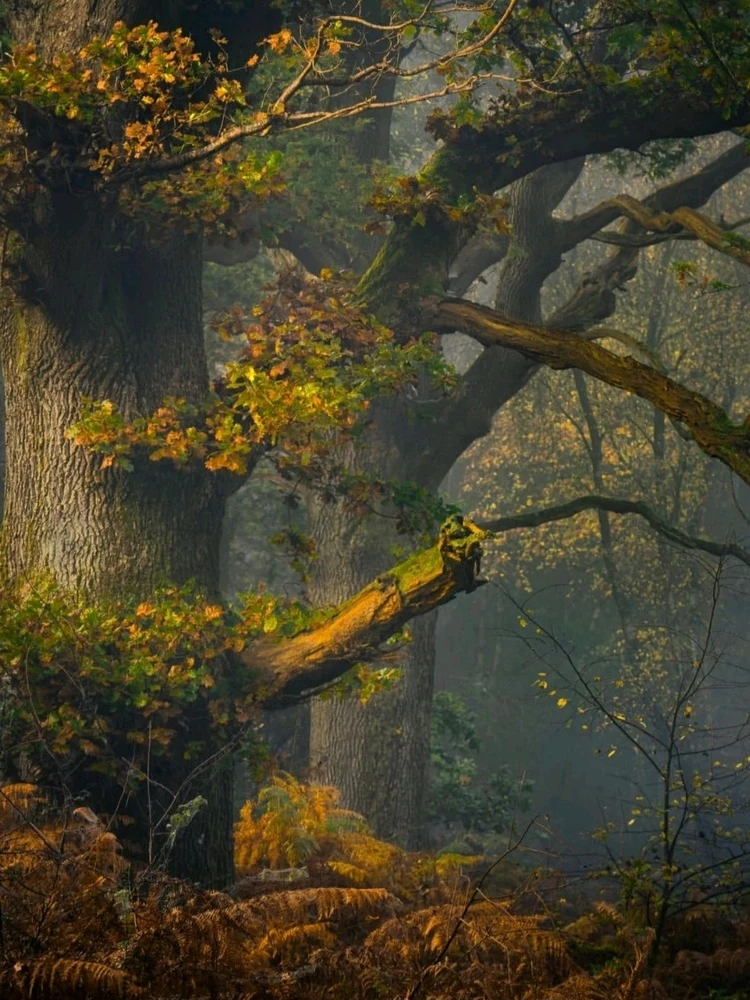 GIF uploaded by 🔆🥨🔅Koffy🔅🌰🔆