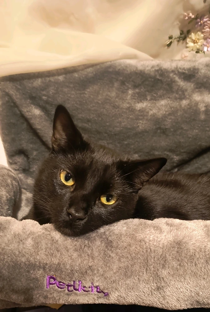 Enjoying his new bed π₯°π₯°