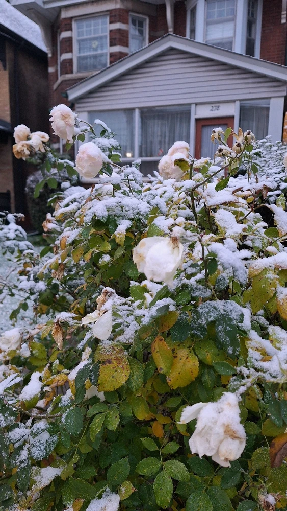 Image uploaded by Jordan