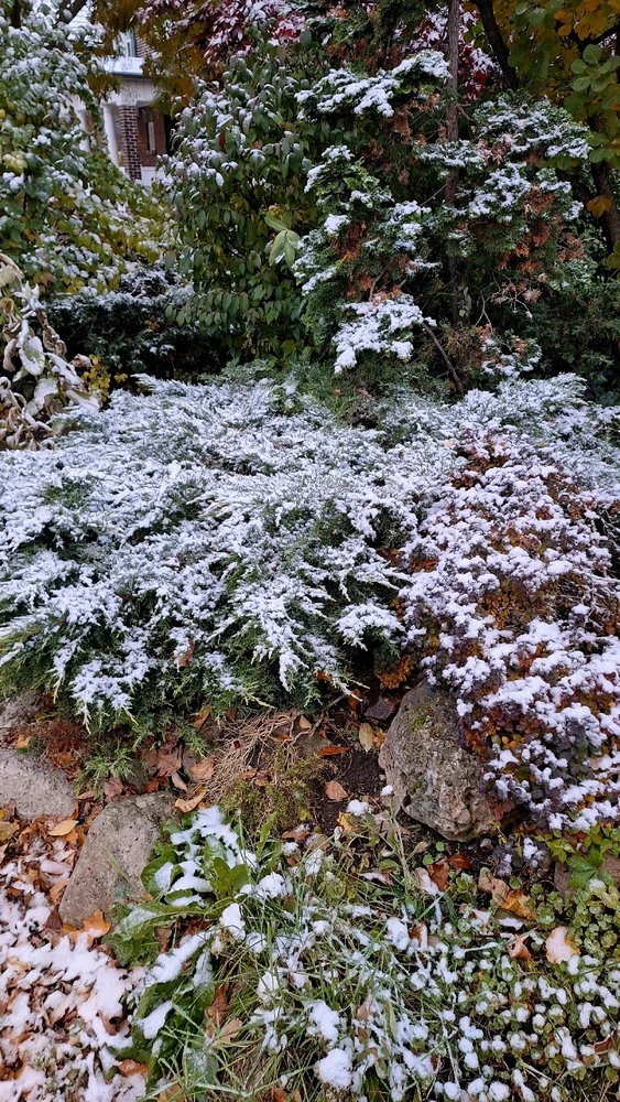 Image uploaded by Jordan