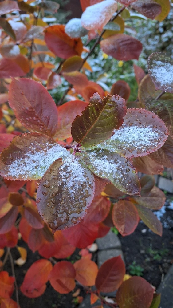 Image uploaded by Jordan