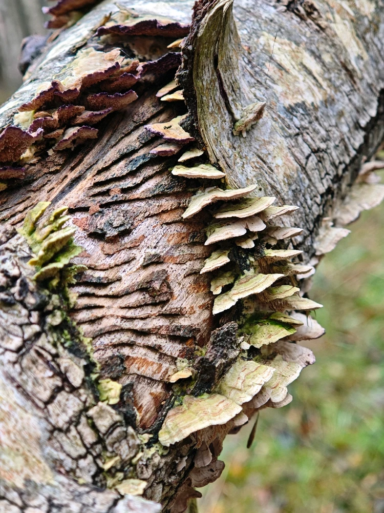 Beautiful autumn 🍁🍂