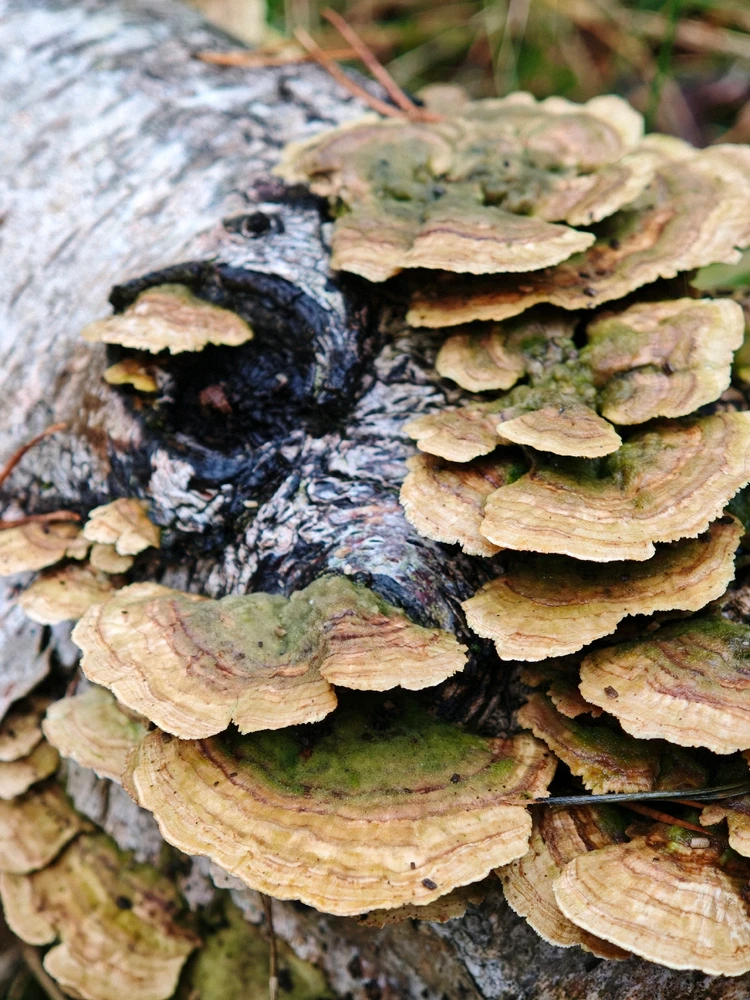 Beautiful autumn 🍁🍂