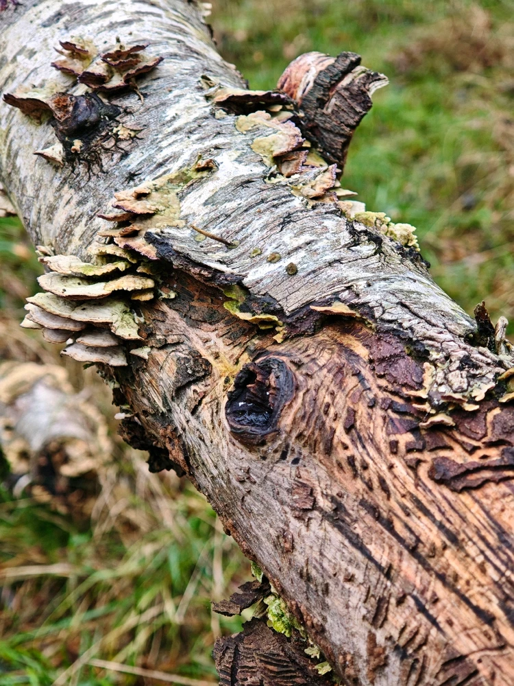 Beautiful autumn 🍁🍂