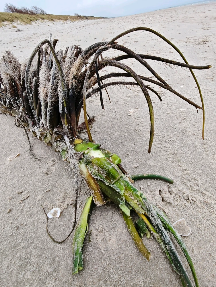 Unknown creature on the shore