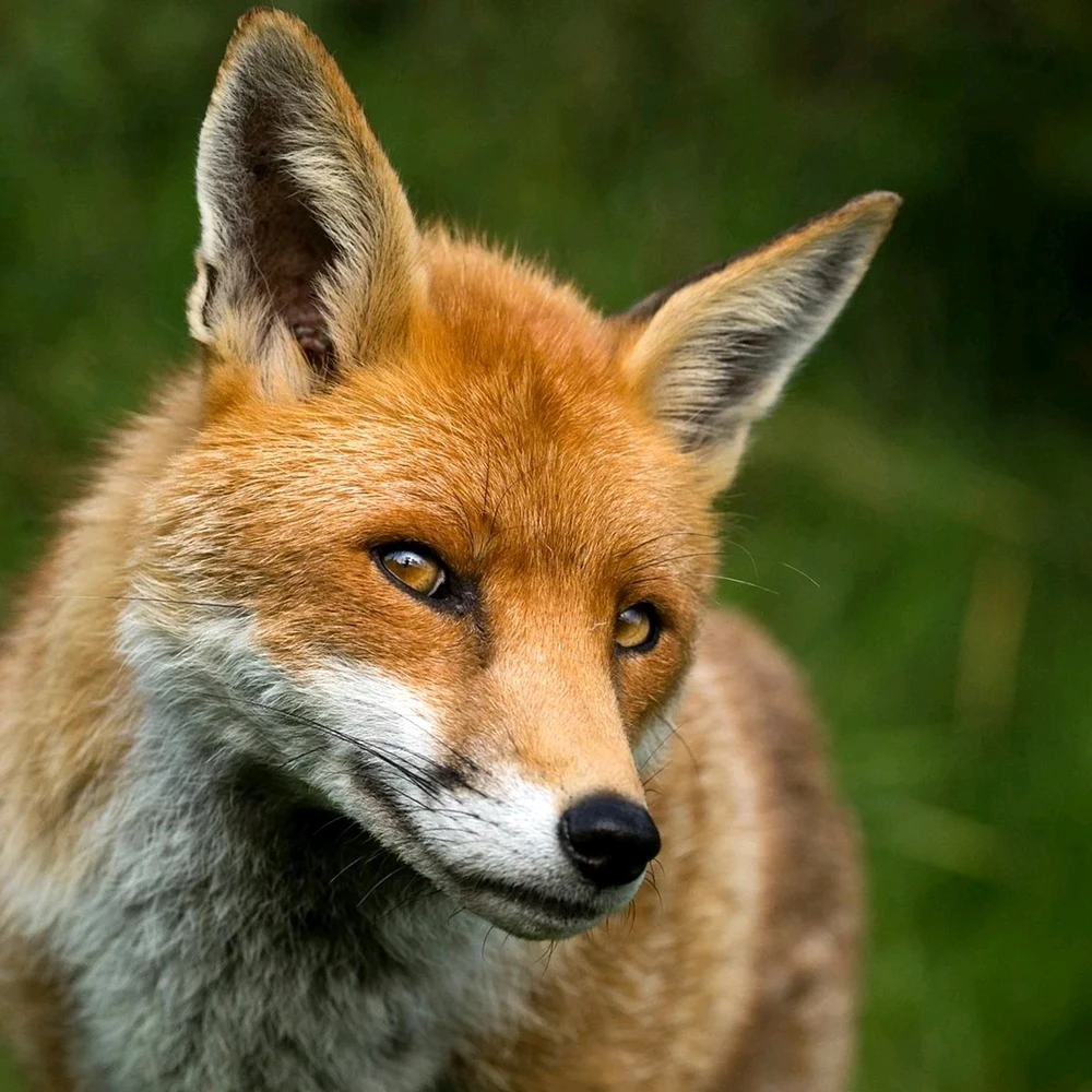 Гіфку завантажив Kaonashi