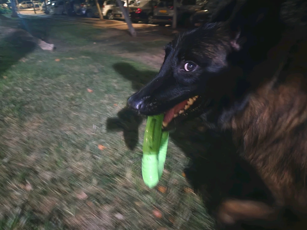 תמונה שהועלתה על ידי Ido