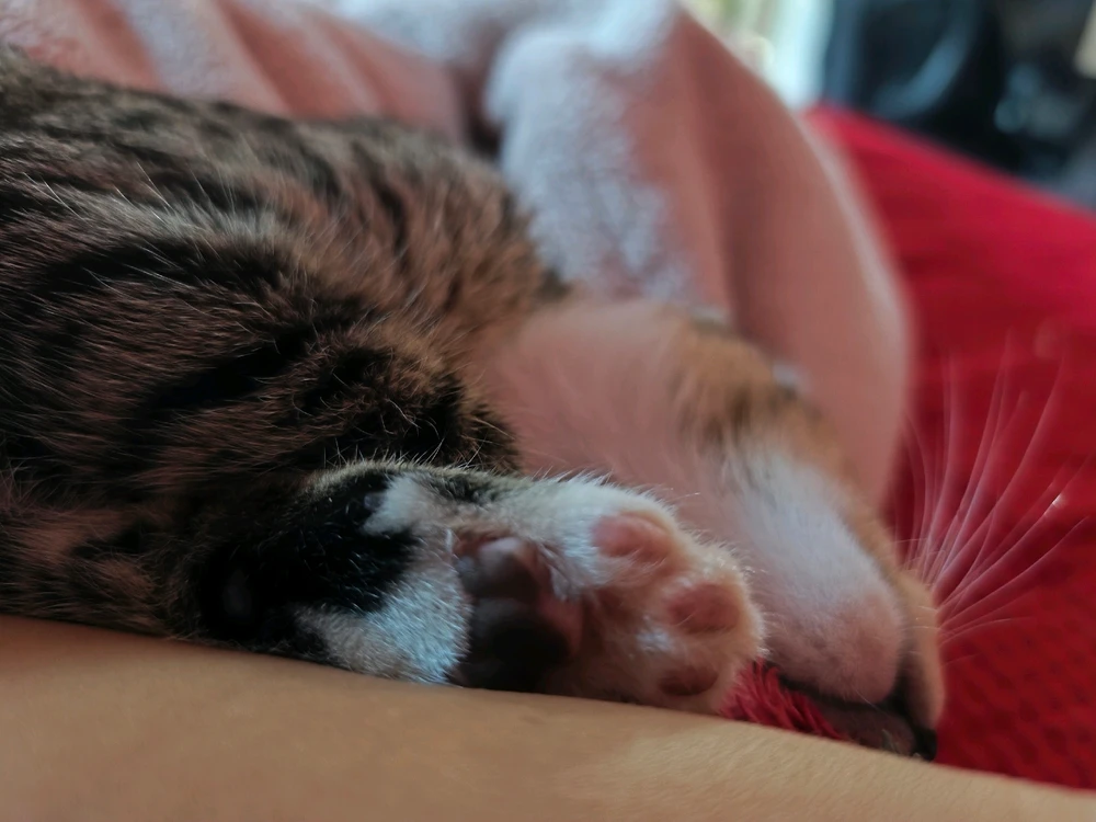 Uma soneca da tarde...