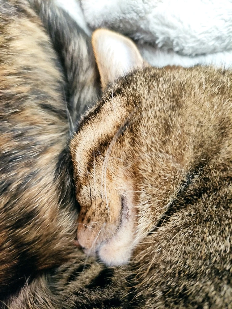 Sleeping fluff... β£οΈ