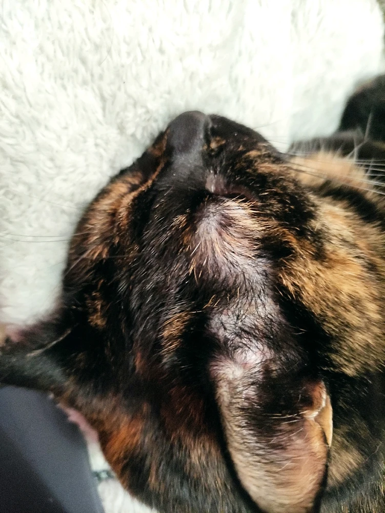 One more sleeping fluffπ₯°