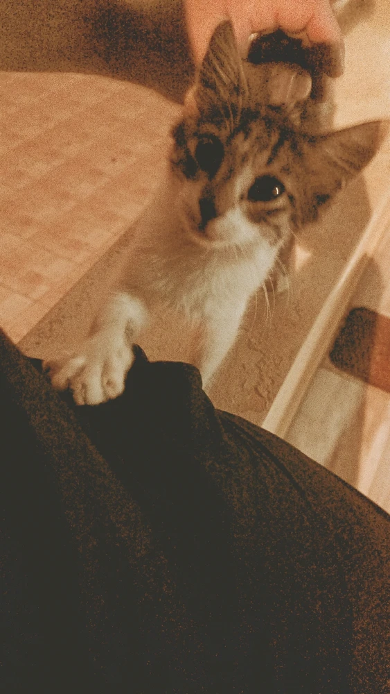 Image uploaded by Steve